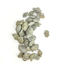 腕足动物 - 完整 - 化石