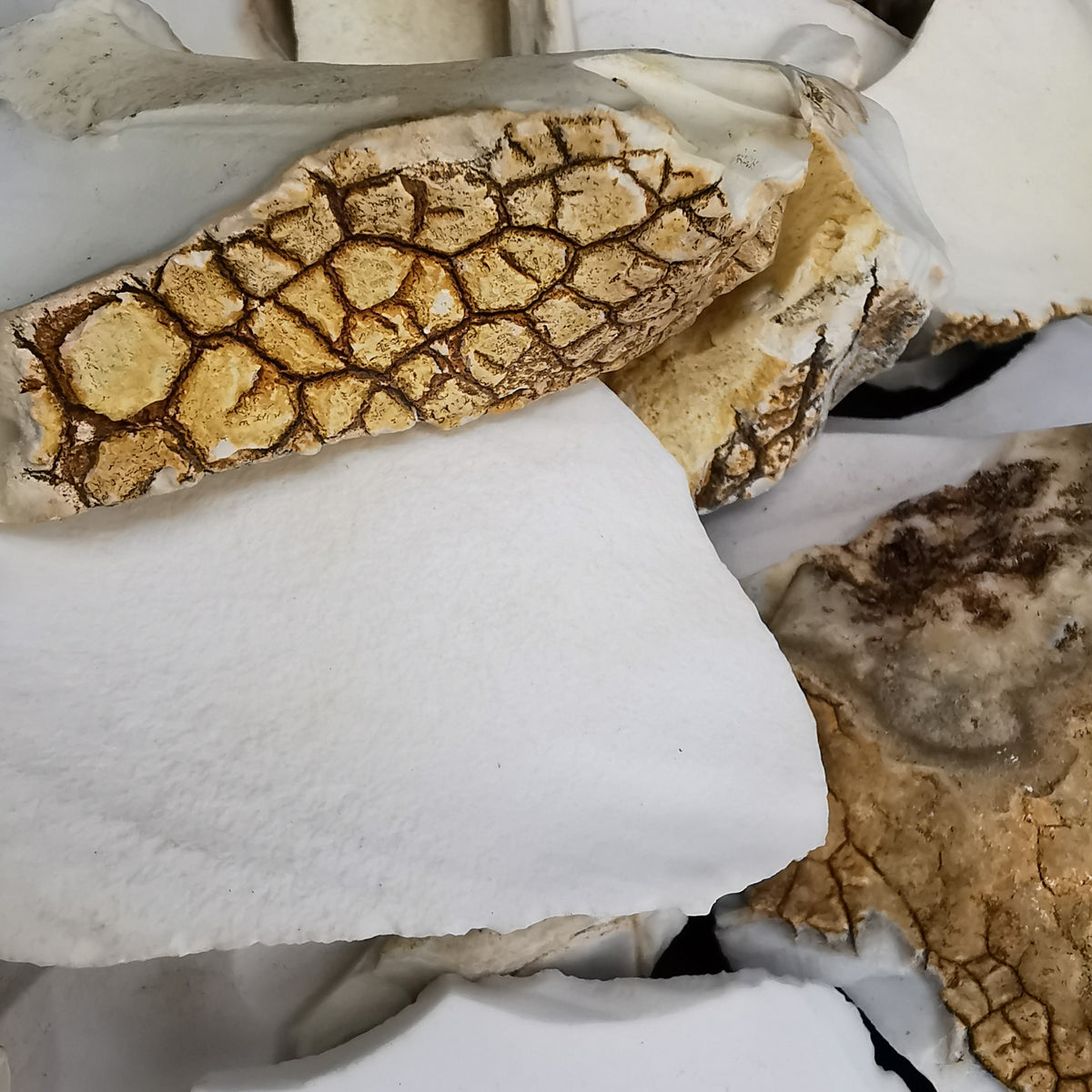 Cachalong (Kalmuck) Agate/Opal rough from Tanzania.