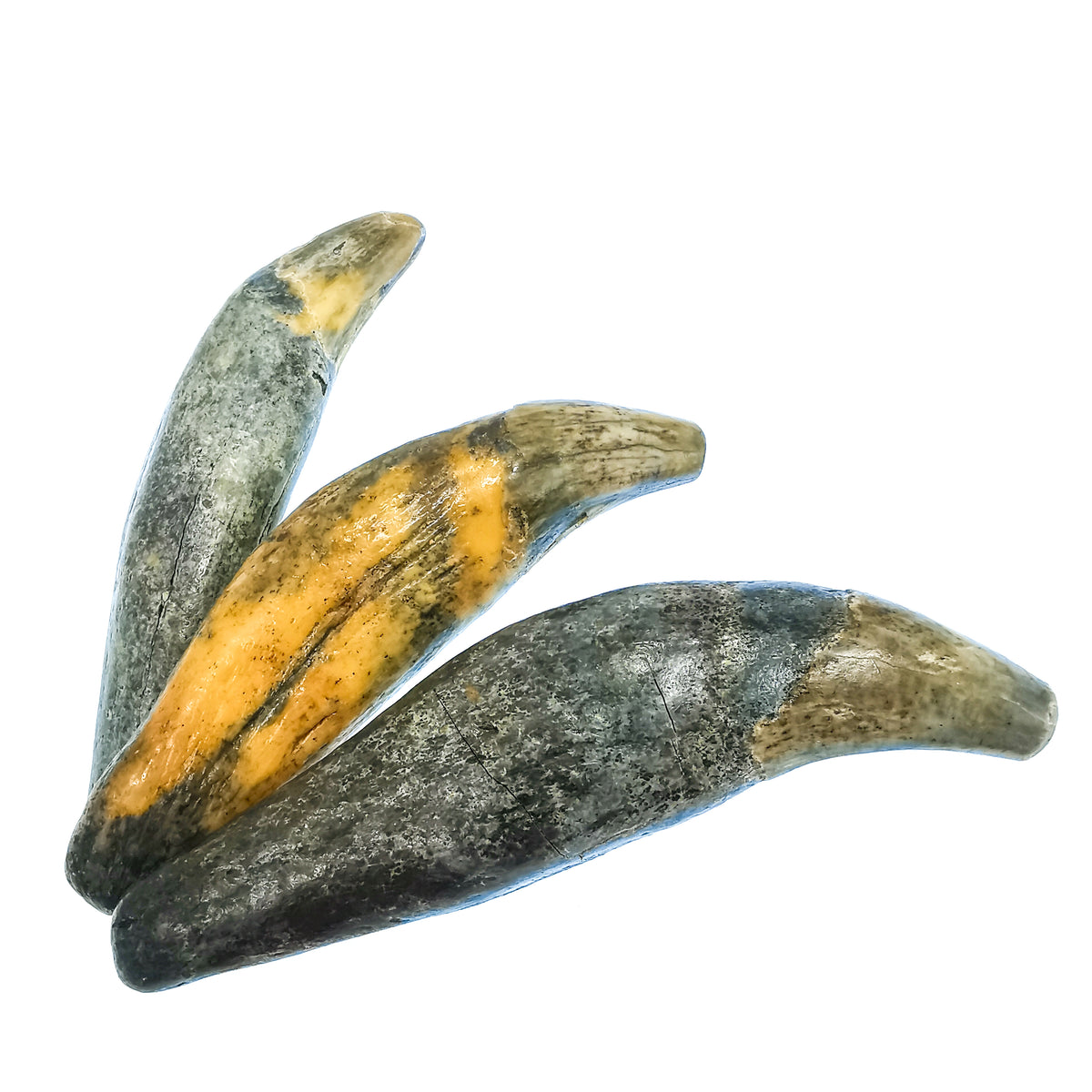Cave Bear Fang fossil from Krakow, Poland.