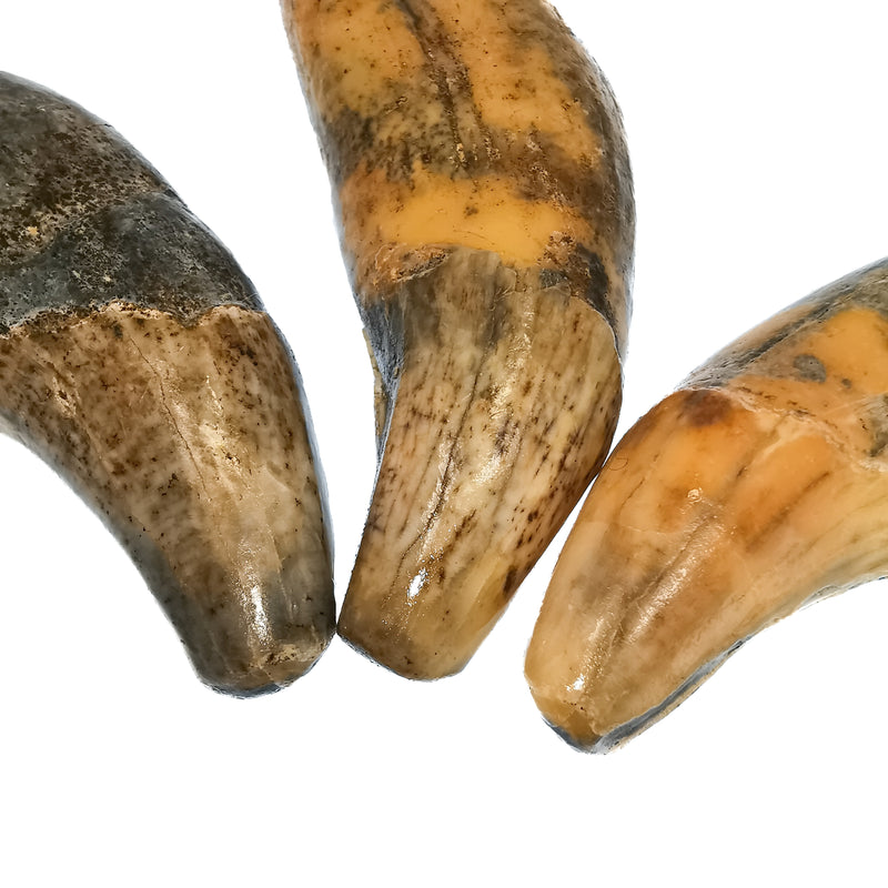 Cave Bear Tooth - Fossil