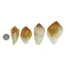 Citrine Dragon Tooth (Small) - Mineral