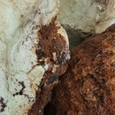 Citron Chrysoprase - Rough