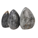 珊瑚切割底座 - 化石