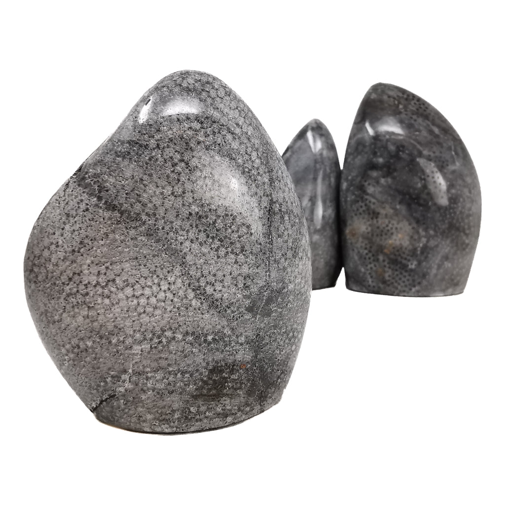 Coral Cut Base fossil from Assa-Zag, Guelmim-Oued Noun, Morocco.