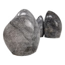 珊瑚切割底座 - 化石