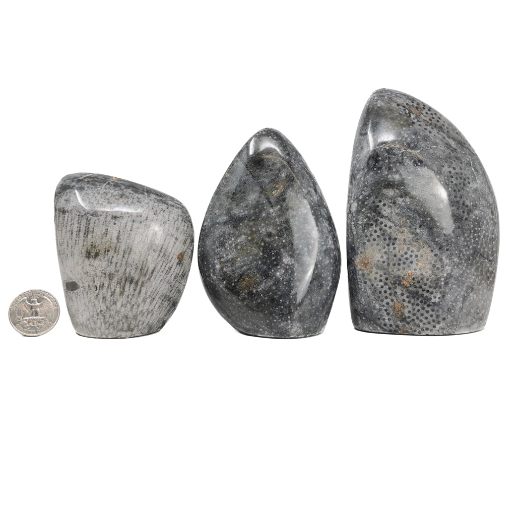 Coral Cut Base fossil from Assa-Zag, Guelmim-Oued Noun, Morocco.