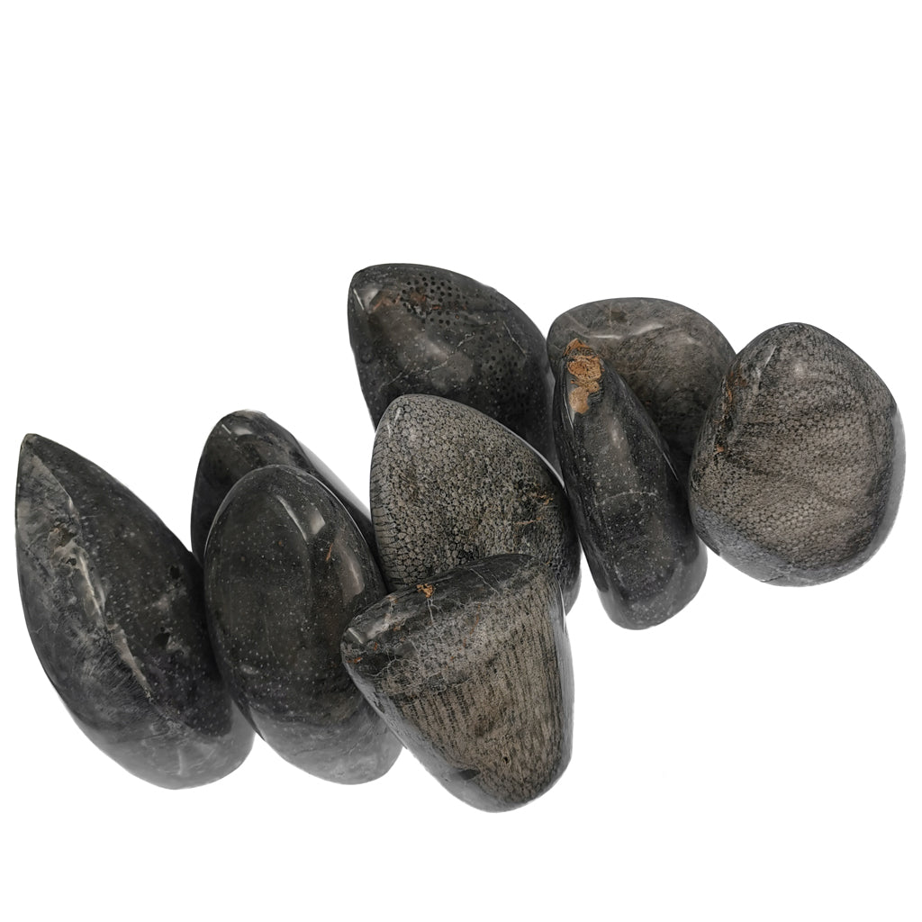 Coral Cut Base fossil from Assa-Zag, Guelmim-Oued Noun, Morocco.