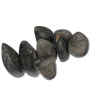 珊瑚切割底座 - 化石