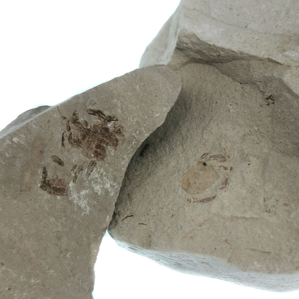 Pinnixa galliheri Crab fossil from Carmel Valley, California, USA.