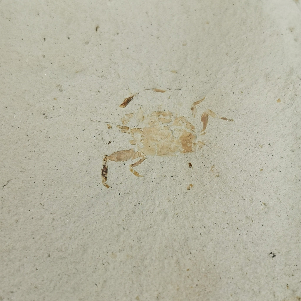 Pinnixa galliheri Crab fossil from Carmel Valley, California, USA.