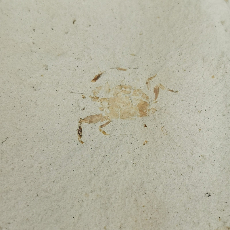 Crab - Fossil