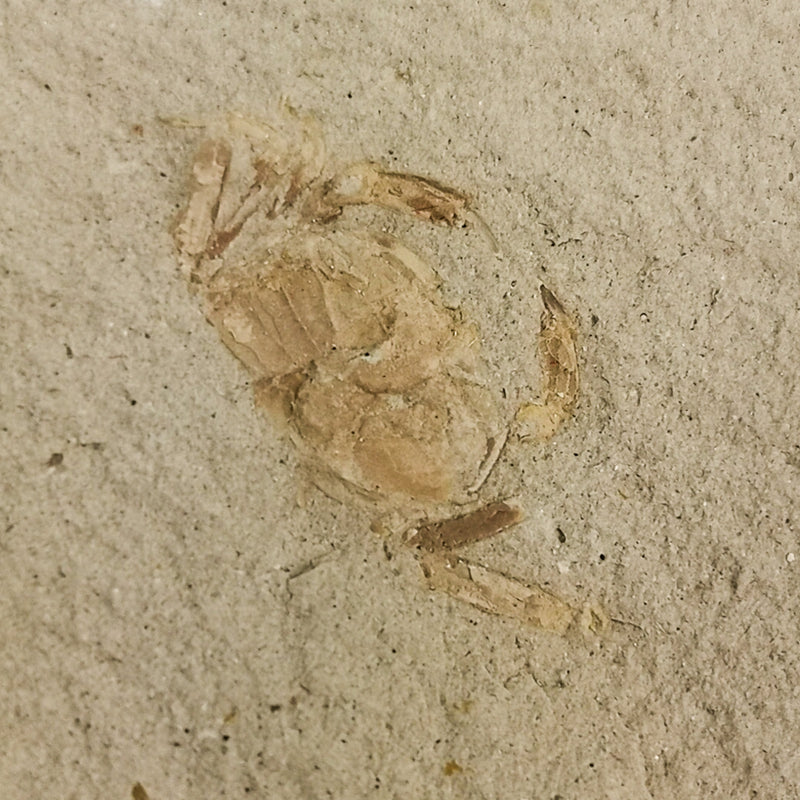 螃蟹 - 化石