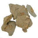 矩阵亚当上的螃蟹化石 需要位置