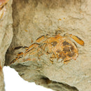 矩阵亚当上的螃蟹化石 需要位置