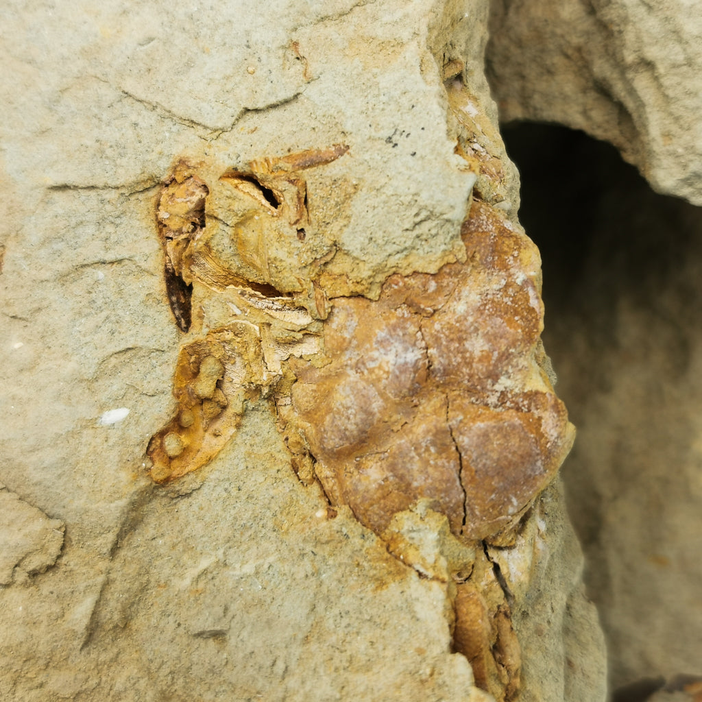 Crab in Matrix fossil from USA.