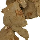 矩阵亚当上的螃蟹化石 需要位置