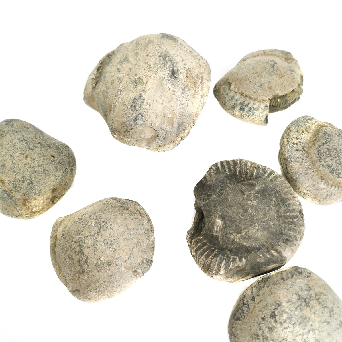 Break Your Own Ammonite fossil from Yorkshire, England.