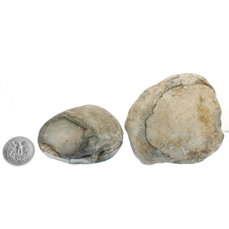 約克郡裂紋菊石對 - 化石