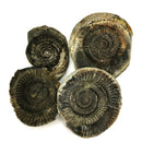 Yorkshire Cracked Ammonite Pair - Fossil