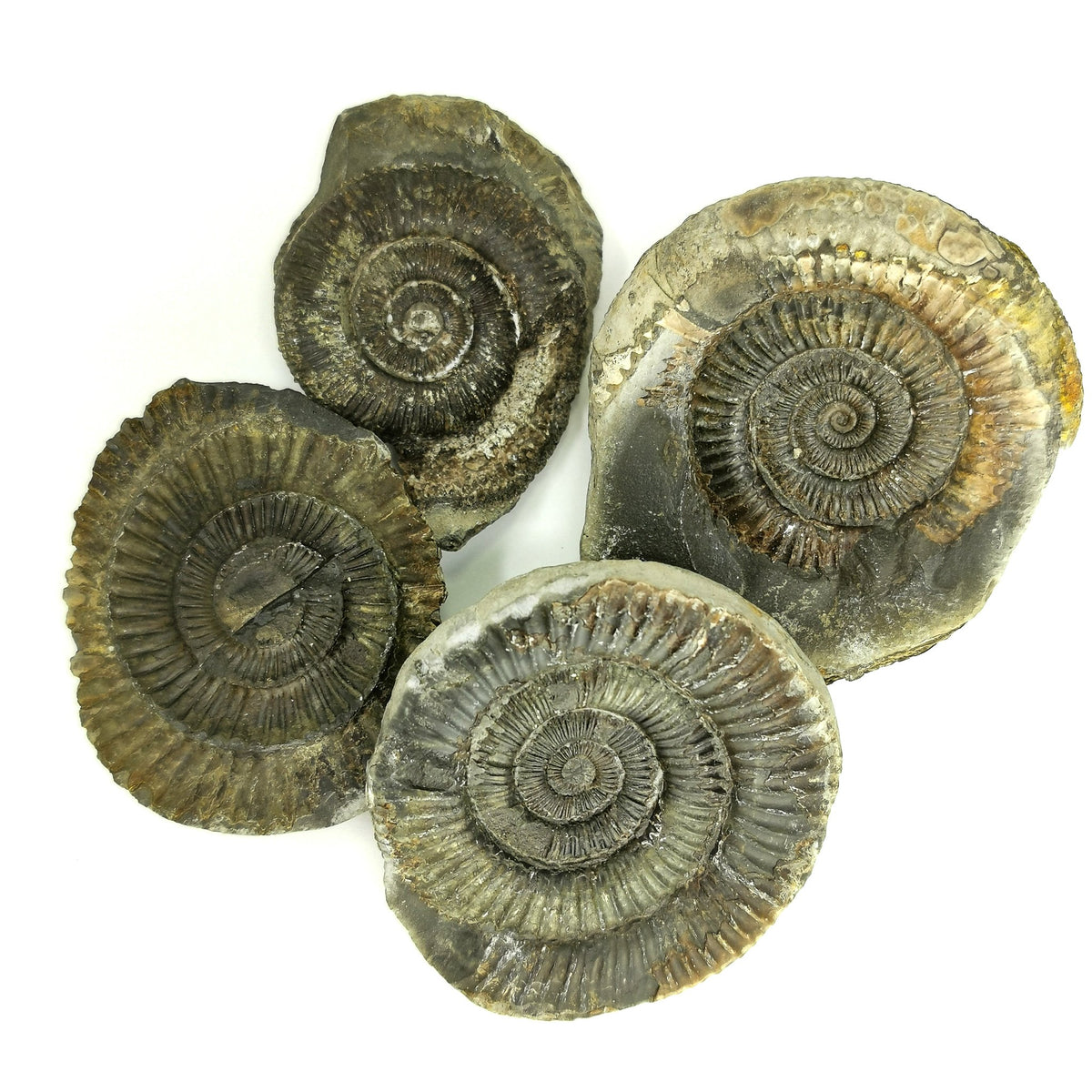 Yorkshire Cracked Ammonite Pair fossil from Yorkshire, England.