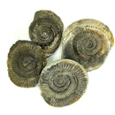 Yorkshire Cracked Ammonite Pair - Fossil