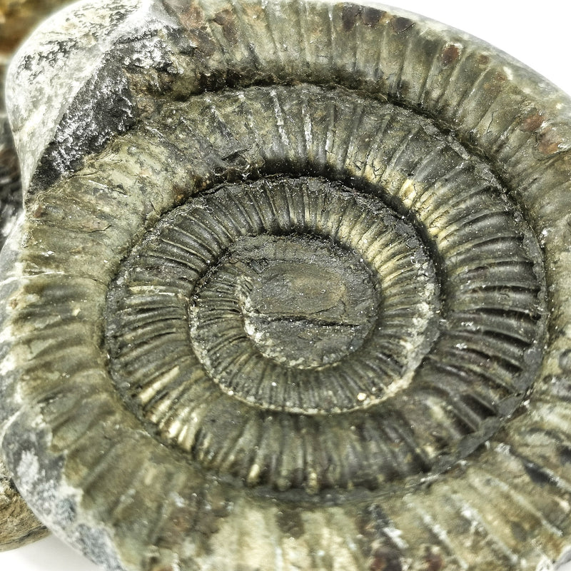 Yorkshire Cracked Ammonite Pair - Fossil