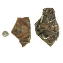 海百合斑块 - B 级 - 化石