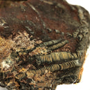 海百合斑块 - B 级 - 化石