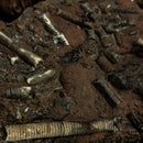 海百合斑块 - B 级 - 化石