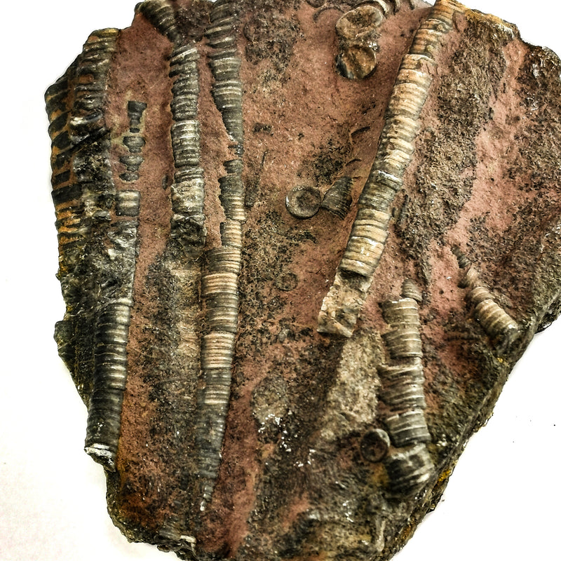 海百合斑塊 - B 級 - 化石