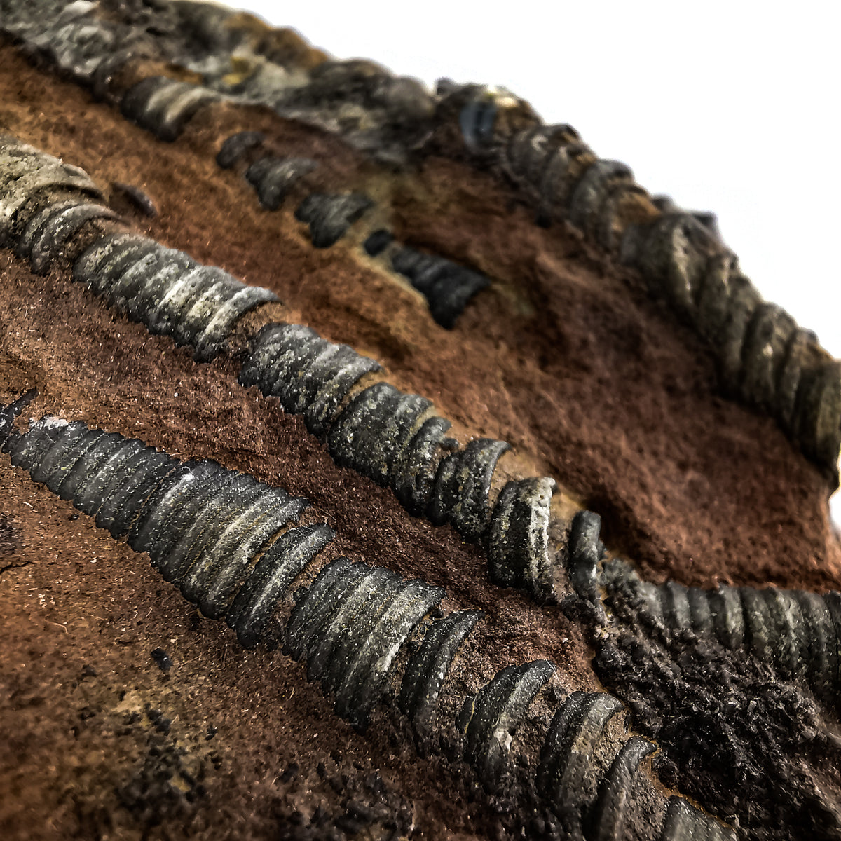 Crinoid Plaque B-grade fossil from Boutschrafin, Erfoud, Morocco, Scyphocrinites Limestone, Přídolí–Lochkovian.
