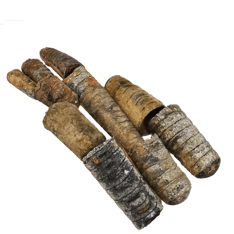 Crinoid Stem - Fossil