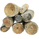 海百合茎 - 化石