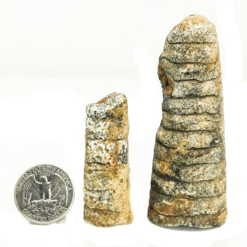 海百合茎 - 化石