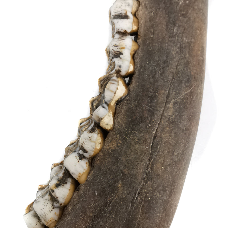 Deer Jawbone - Fossil