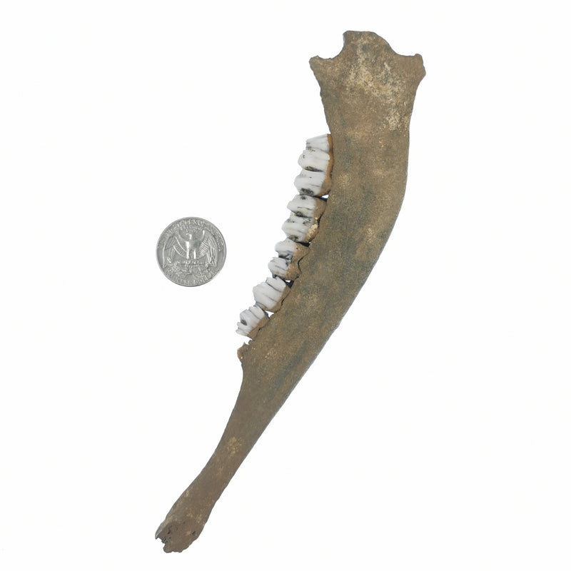 Deer Jawbone - Fossil