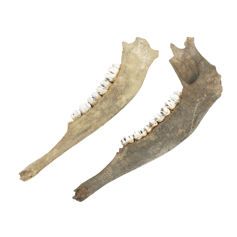 Deer Jawbone - Fossil