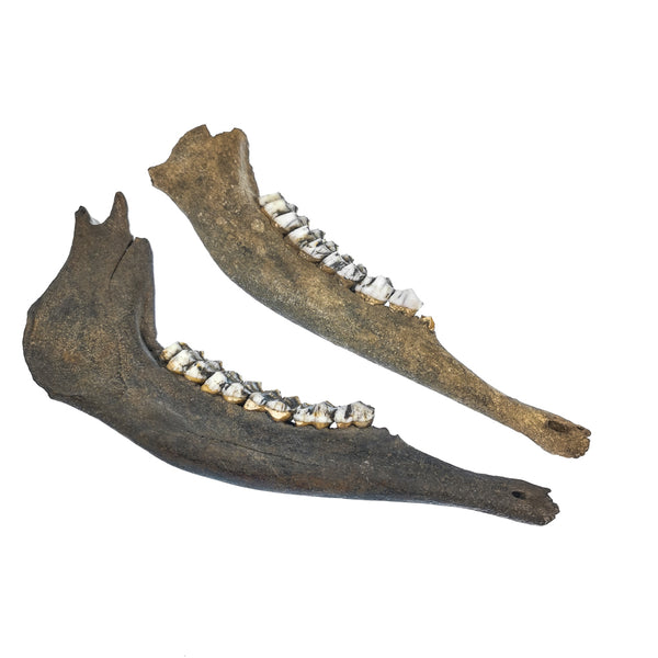 Deer Jawbone - Fossil