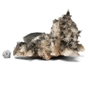 Black Dogtooth Calcite - Mineral Specimen