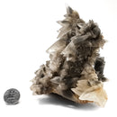 Black Dogtooth Calcite - Mineral Specimen