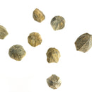 棘皮动物 - 化石