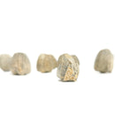 棘皮动物 - 化石