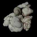 Menilite - Fairy Stone Concretion- Raw