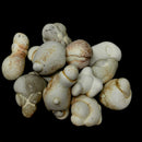 Menilite - Fairy Stone Concretion- Raw