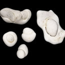 Menilite - Fairy Stone Concretion- Raw