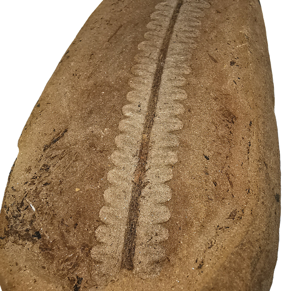 Fern Nodule (Pair) fossil from Mazon Creek, Coal City, Grundy County, Illinois, USA, Carbondale Formation, Desmoinesian.