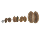 蕨根（一对）- 化石