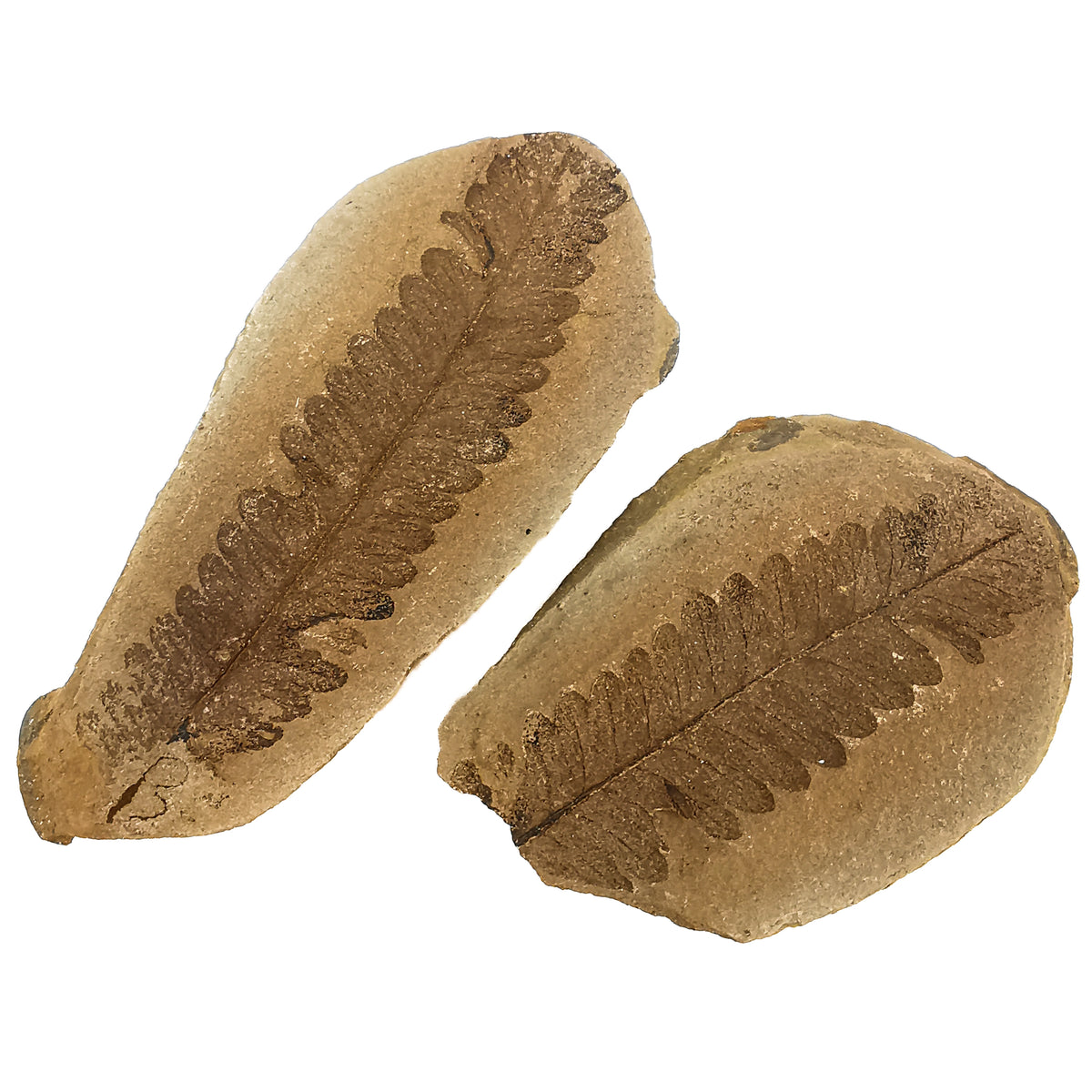Fern Nodule (Pair) fossil from Mazon Creek, Coal City, Grundy County, Illinois, USA, Carbondale Formation, Desmoinesian.