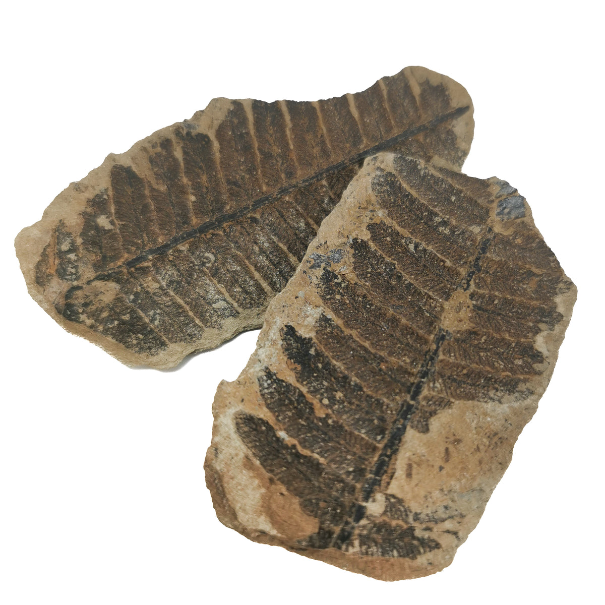 Fern Nodule (Pair) fossil from Mazon Creek, Coal City, Grundy County, Illinois, USA, Carbondale Formation, Desmoinesian.