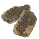 蕨根（一对）- 化石